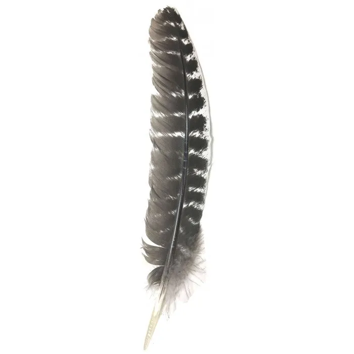 Turkey Feather Wing 10″-12″